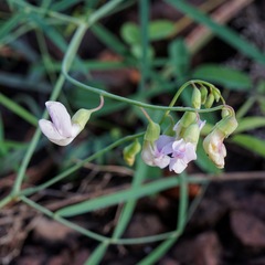 Lathyrus graminifolius