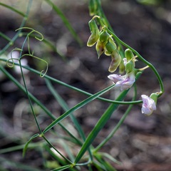 Lathyrus graminifolius