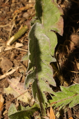 Podosphaera erigerontis-canadensis