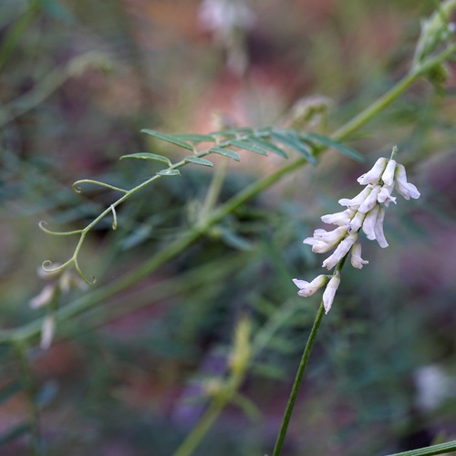 Image of Vicia pulchella by (c) Andrew Tree, some rights reserved (CC BY)