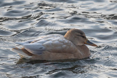 Anas platyrhynchos domesticus