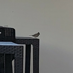 Zonotrichia capensis