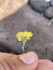 Lagophylla glandulosa