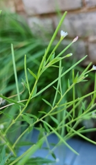 Epilobium pseudorubescens