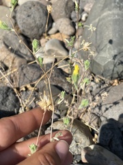 Lagophylla glandulosa