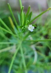 Epilobium pseudorubescens