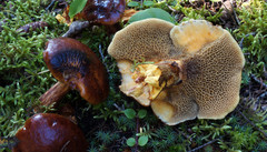 Suillus glandulosus