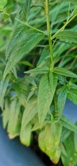 Epilobium pseudorubescens