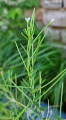 Epilobium pseudorubescens