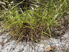 Schizachyrium niveum