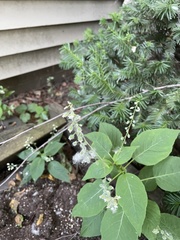 Circaea canadensis