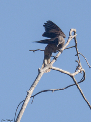 Cotinga cayana