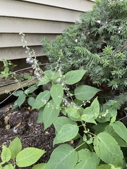 Circaea canadensis