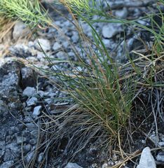 Festuca stricta