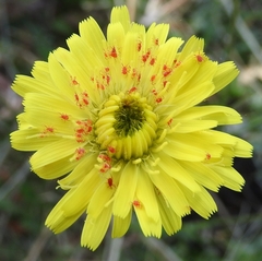 Trombidium holosericeum