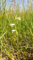 Spiranthes aestivalis