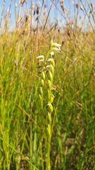 Spiranthes aestivalis