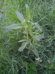 Cirsium arvense