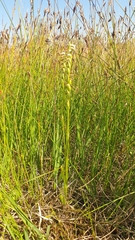 Spiranthes aestivalis