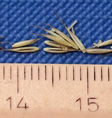 Festuca stricta