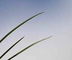 Festuca stricta