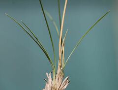 Festuca stricta