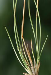 Festuca stricta