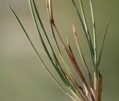 Festuca stricta