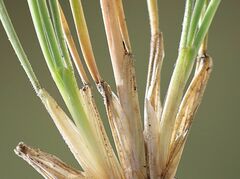 Festuca stricta