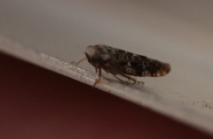 Errastunus ocellaris