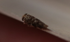 Errastunus ocellaris