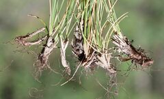 Festuca stricta