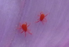 Trombidium holosericeum