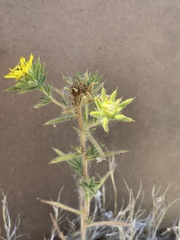 Lagophylla glandulosa