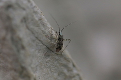 Phytocoris tiliae