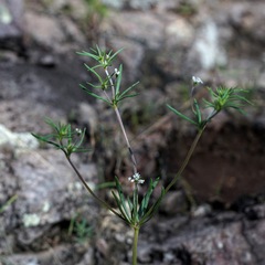 Eriogonum pharnaceoides