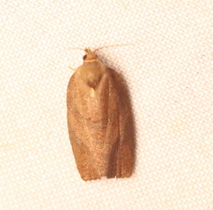 Argyrotaenia juglandana