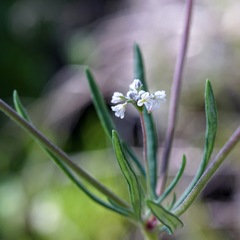 Eriogonum pharnaceoides