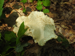 Pleurotus levis