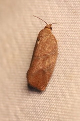 Argyrotaenia juglandana