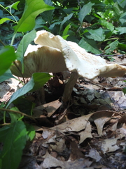 Pleurotus levis