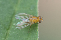 Neogriphoneura