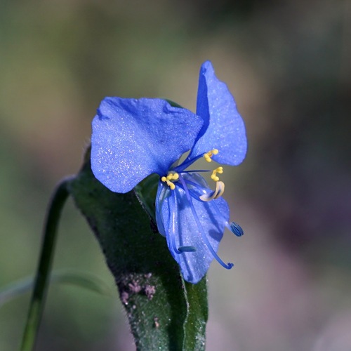 Birdbill dayflower (Commelina dianthifolia)