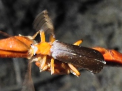 Pacificanthia consors