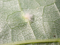 Eriophyes exilis
