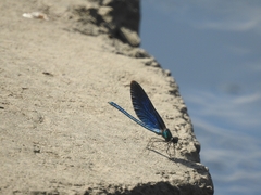 Calopteryx virgo