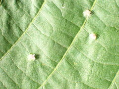 Eriophyes exilis