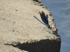 Calopteryx virgo