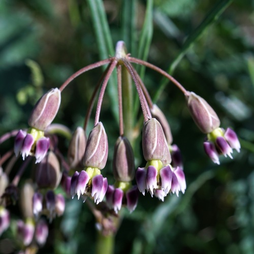slimpod milkweed (Asclepias quinquedentata)