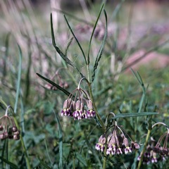 Asclepias quinquedentata